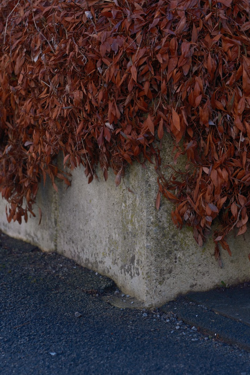 An der Ecke einer Betonwand rankt eine rot blättrige Pflanze in einem dichten Teppich dem bläulichen Asphalt entgegen.  Das Foto ist dadurch dreigeteilt: oben die roten Pflanzen, darunter ein Streifen grauer Beton und am Boden der Beton.