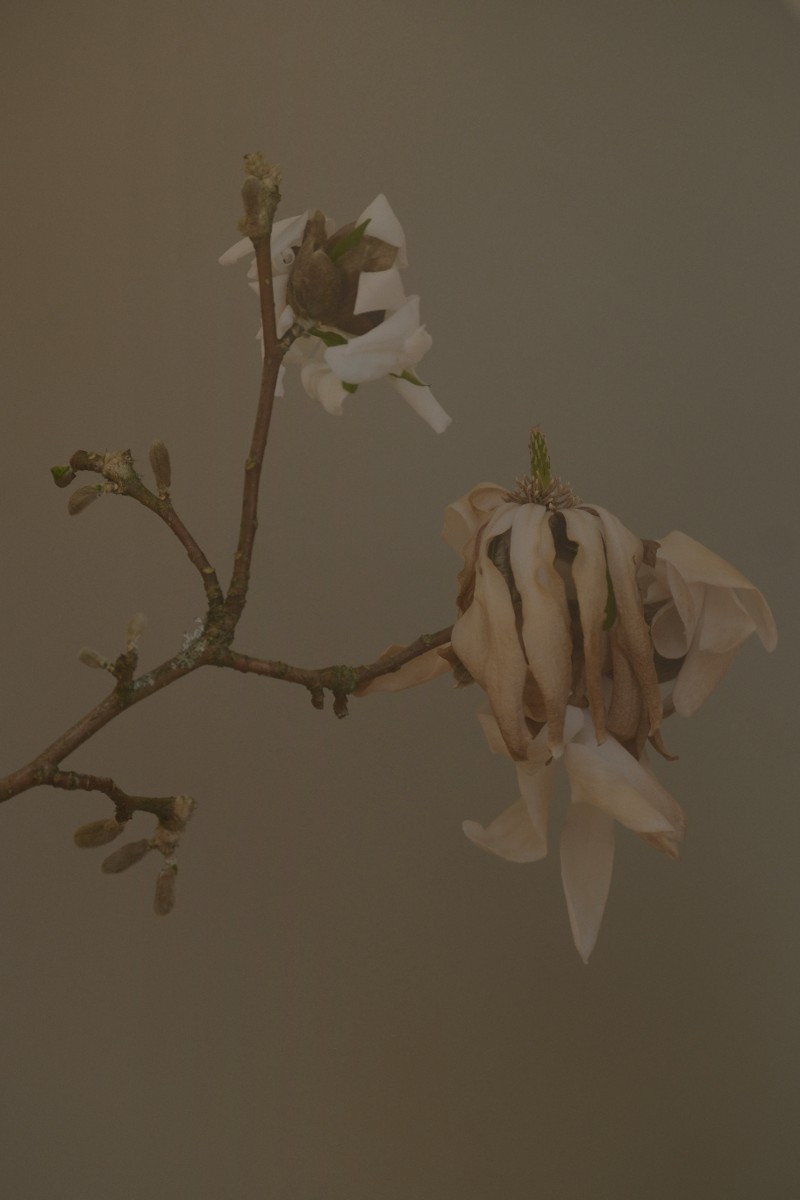 Ein Zweig einer verbrühten Magnolie vor grauem Hintergrund. Die Blütenblätter hängen welk und braun herab.