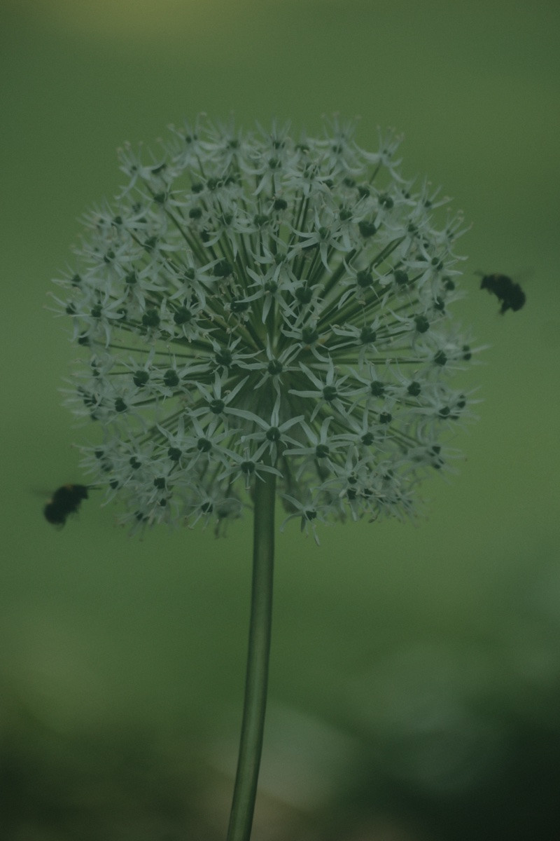 Kugelrunde Zwiebelblüte in Nahaufnahme vor grünem Hintergrund. Um die weiß Blühende Blüte schwirren links und rechts je eine Hummel in der Luft.